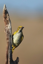 Žluva hajní ( Oriolus oriolus )