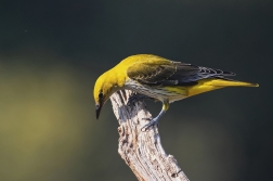 Žluva hajní ( Oriolus oriolus )