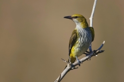 Žluva hajní ( Oriolus oriolus )