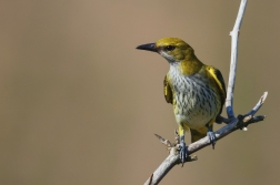 Žluva hajní ( Oriolus oriolus )