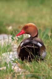 Zrohlávka rudozobá  ( Netta rufina )