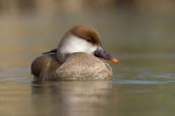 Zrzohlávka rudozobá (Netta rufina )