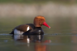 Zrzohlávka rudozobá (Netta rufina )