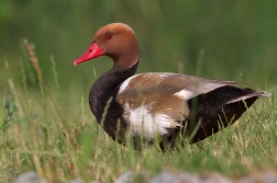 Zrzohlávka rudozobá ( Netta rufina )