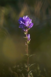 Zvonek klubkatý  ( Campanula glomerata )