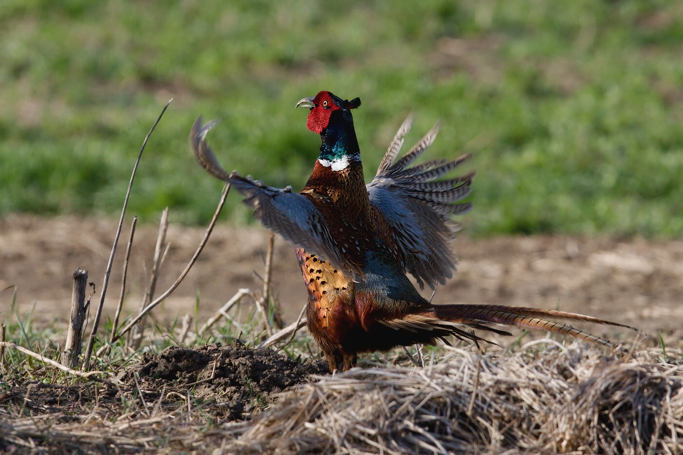 Bažant obecný  ( Phasianus colchicus )