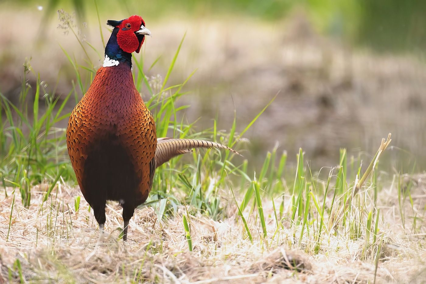 Bažant obecný  ( Phasianus colchicus )