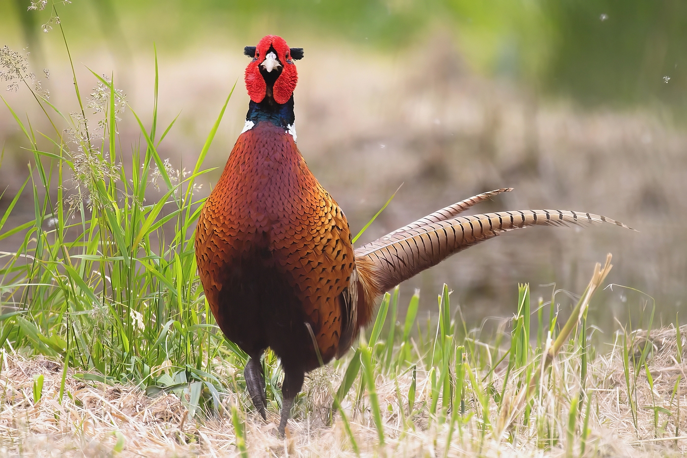 Bažant obecný  ( Phasianus colchicus )