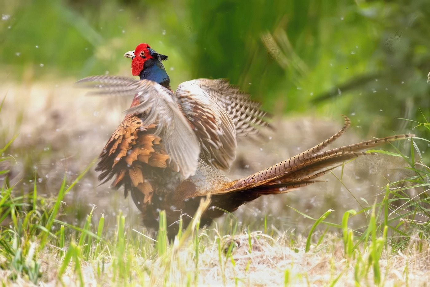 Bažant obecný  ( Phasianus colchicus )