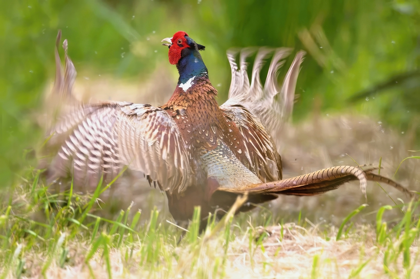 Bažant obecný  ( Phasianus colchicus )