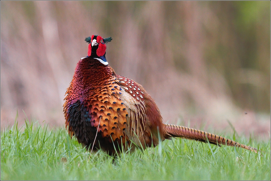 Bažant obecný ( Phasianus colchicus )