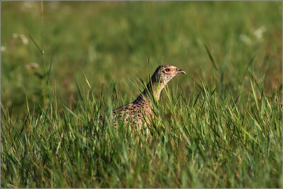 Bažant obecný  ( Phasianus colchicus )