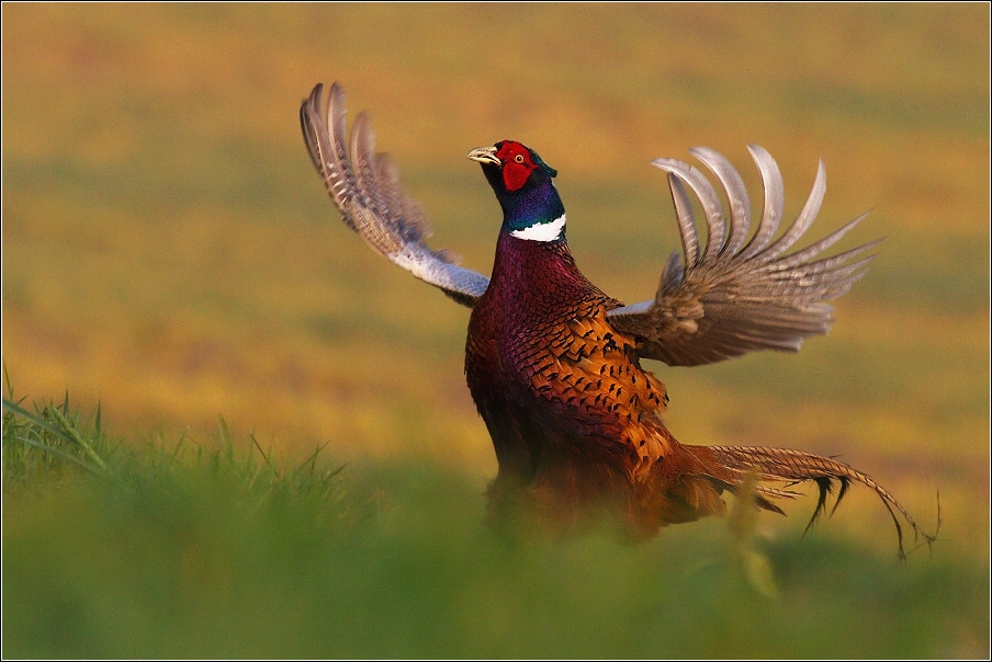 Bažant obecný  ( Phasianus colchicus )
