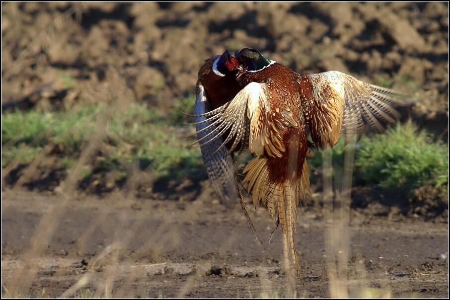 Bažant obecný ( Phiasinus colchicus )