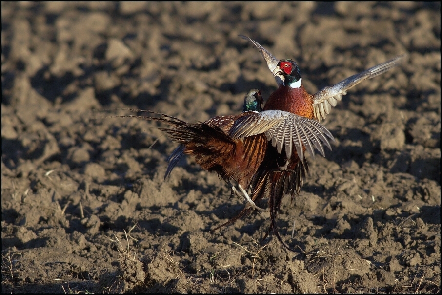 Bažant obecný ( Phiasinus colchicus )