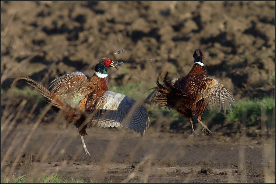 Bažant obecný ( Phiasinus colchicus )