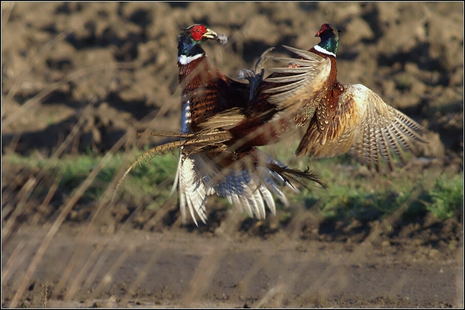 Bažant obecný ( Phiasinus colchicus )