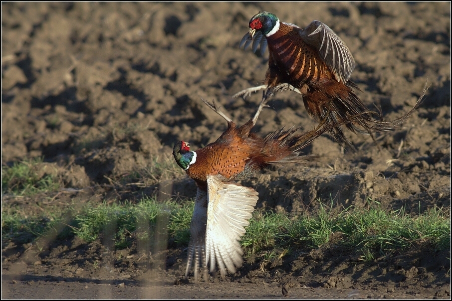 Bažant obecný ( Phiasinus colchicus )