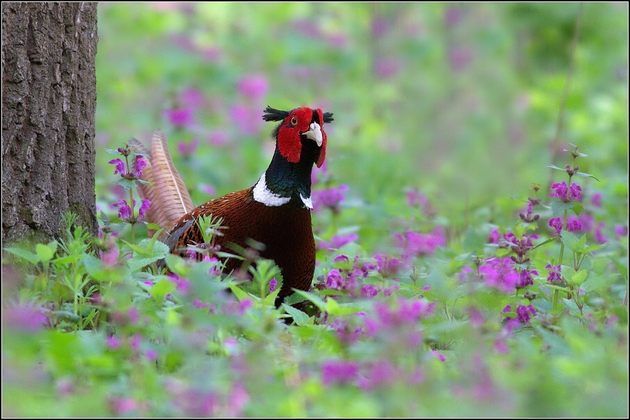 Bažant obecný ( Phiasinus colchicus )