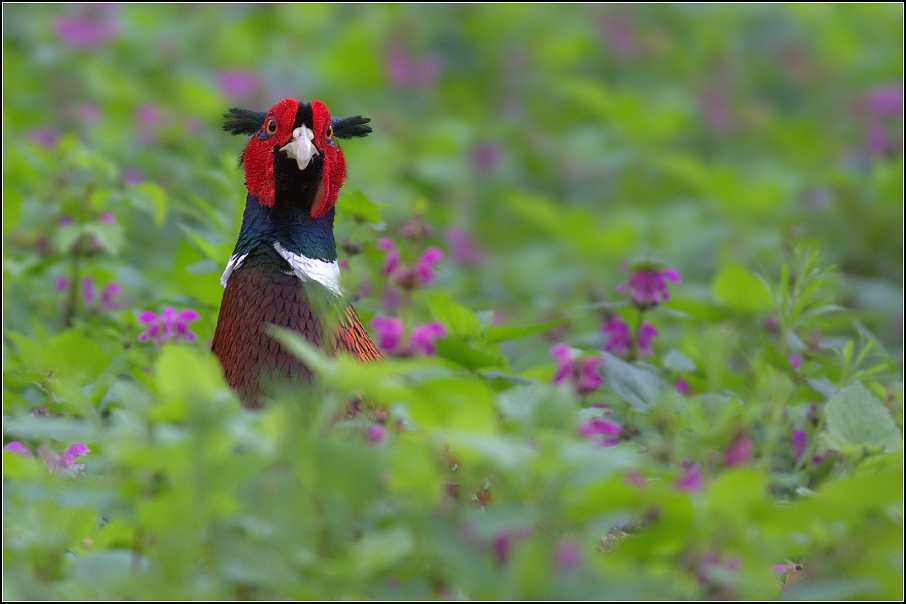 Bažant obecný ( Phiasinus colchicus )