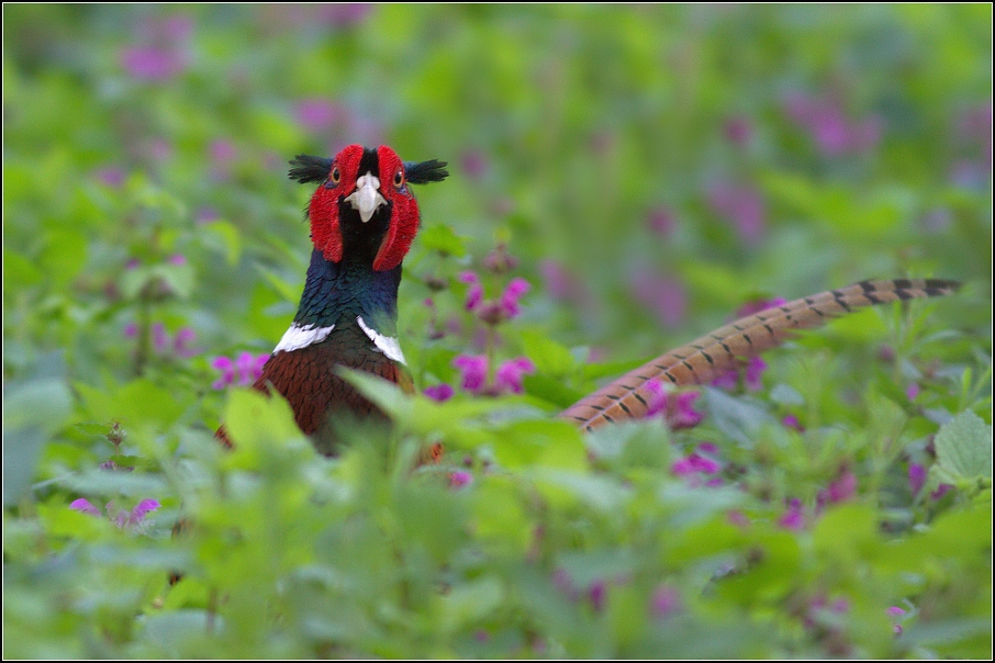 Bažant obecný ( Phiasinus colchicus )