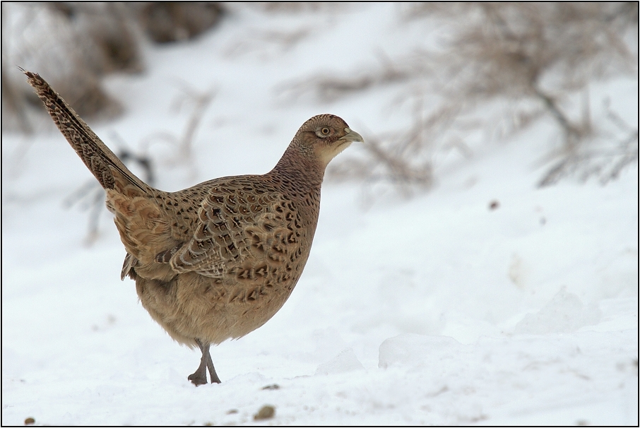 Bažant obecný - slepice
