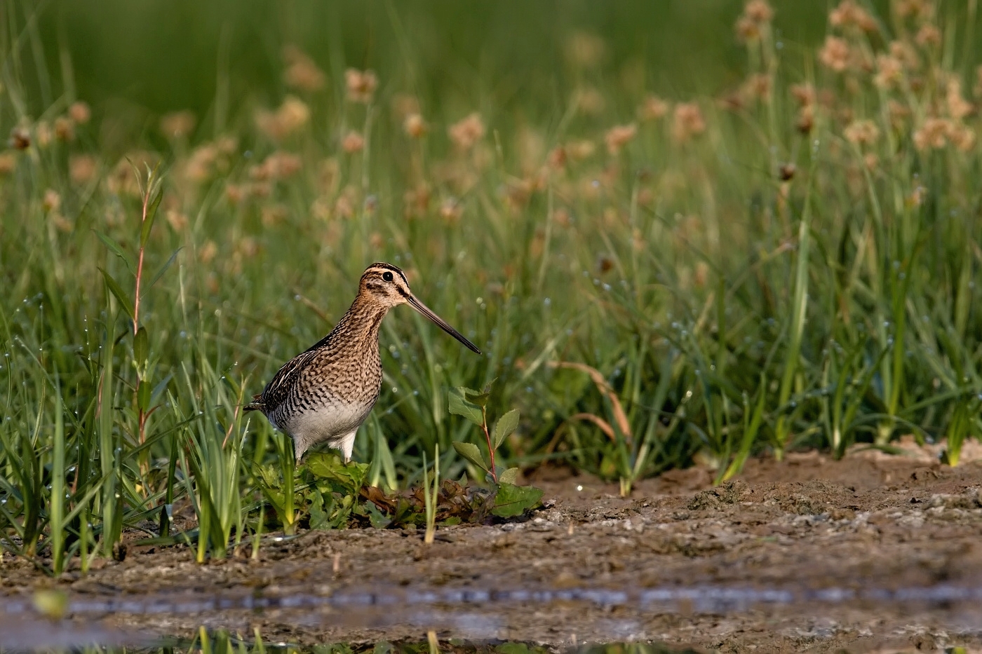 Bekasina otavní  ( Gallinago gallinago )