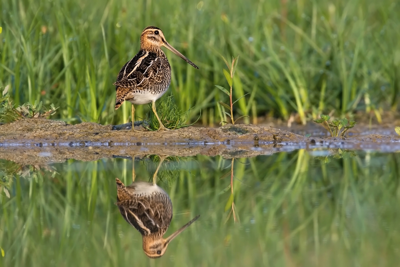 Bekasina otavní  ( Gallinago gallinago )