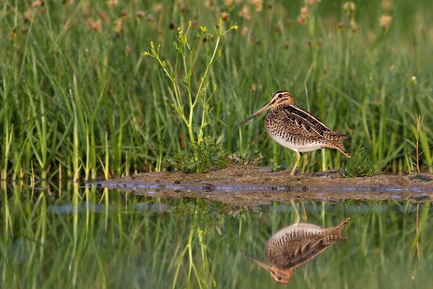 Bekasina otavní  ( Gallinago gallinago )