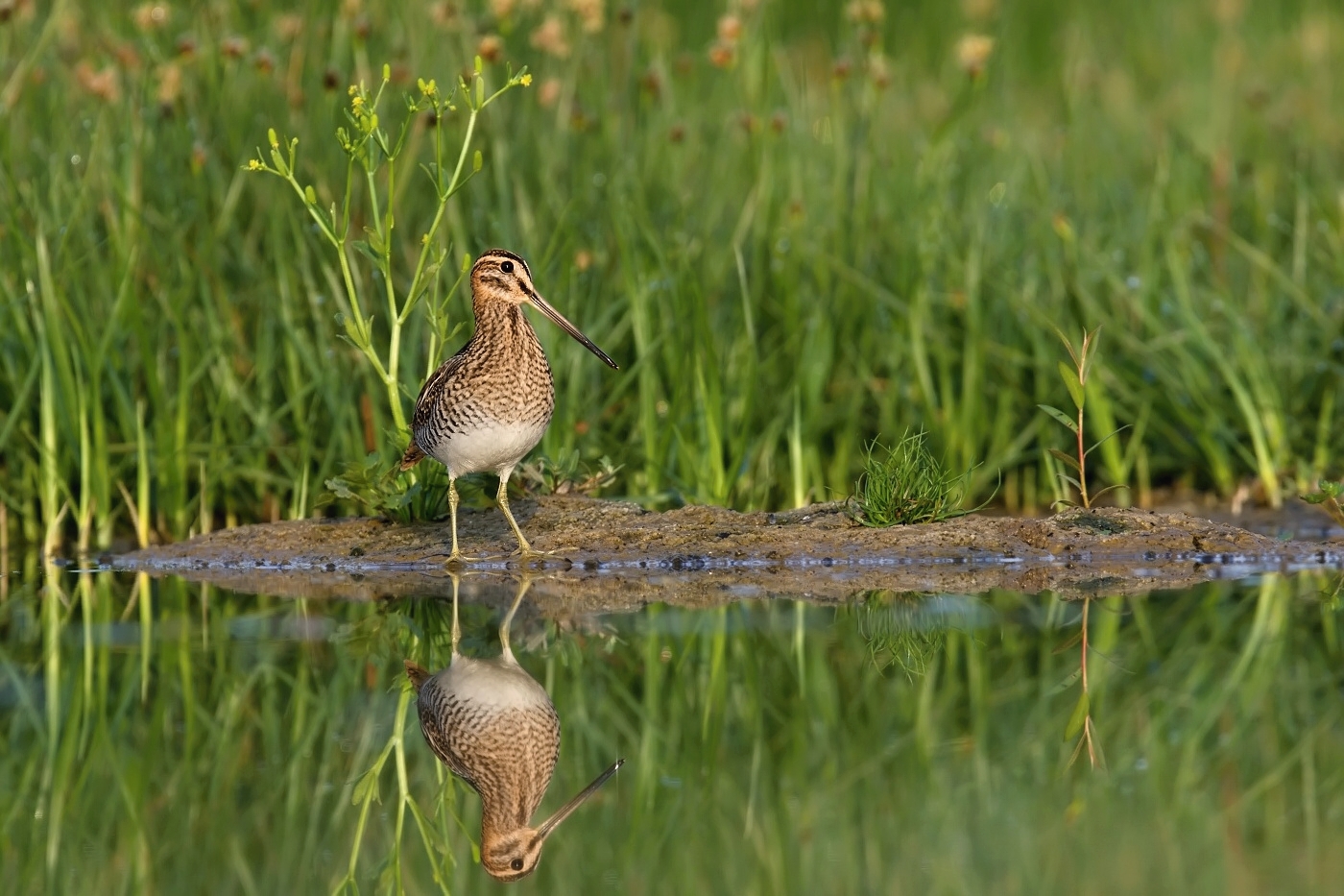 Bekasina otavní  ( Gallinago gallinago )