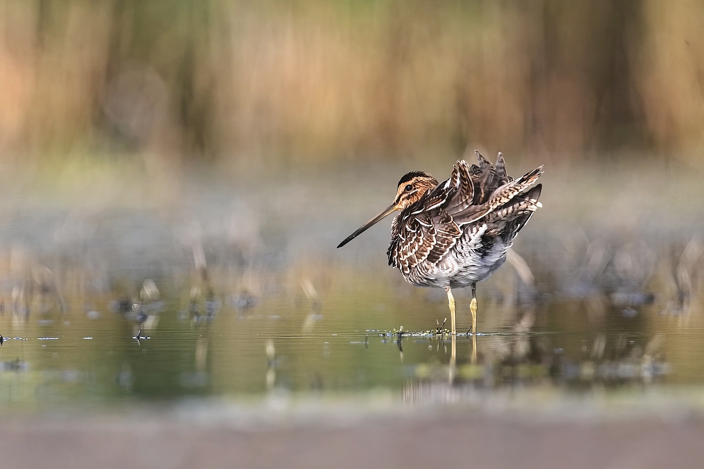 Bekasina otavní  ( Gallinago  gallinago )