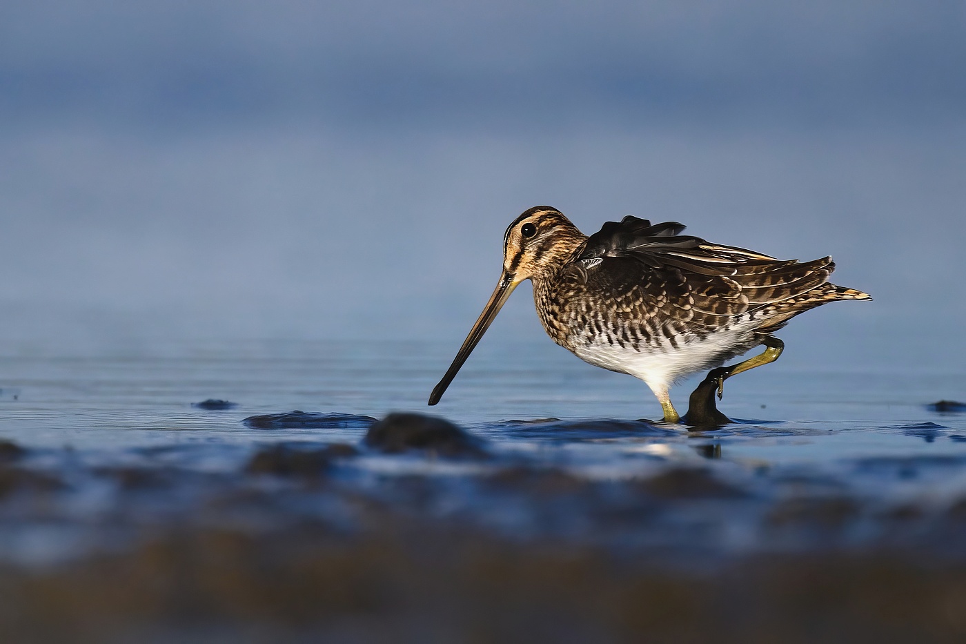 Bekasina otavní  ( Gallinago  gallinago )