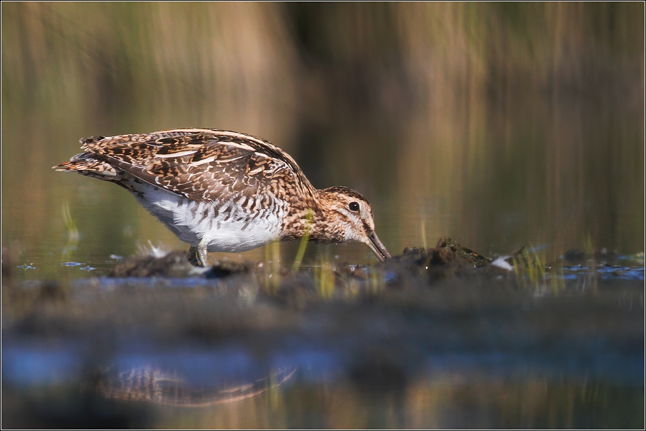 Bekasina otavní  ( Gallinago gallinago )