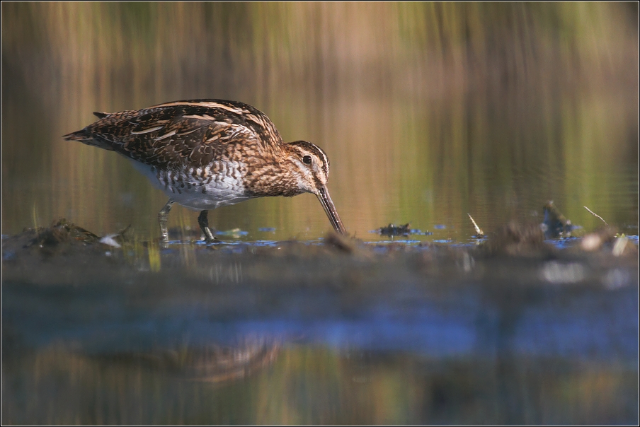 Bekasina otavní  ( Gallinago gallinago )