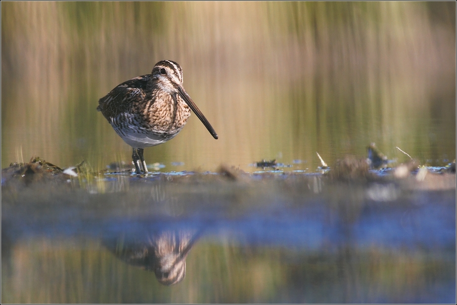 Bekasina otavní  ( Gallinago gallinago )