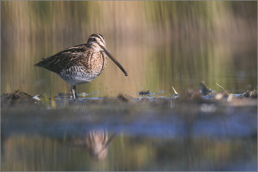 Bekasina otavní  ( Gallinago gallinago )