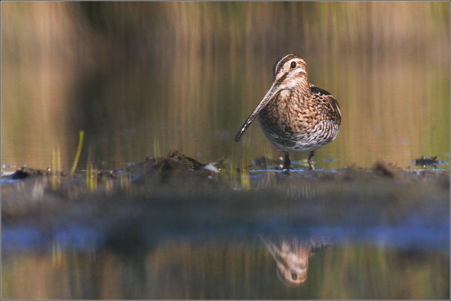 Bekasina otavní  ( Gallinago gallinago )