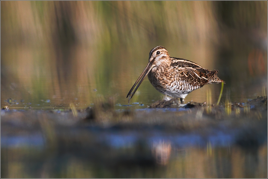 Bekasina otavní  ( Gallinago gallinago )