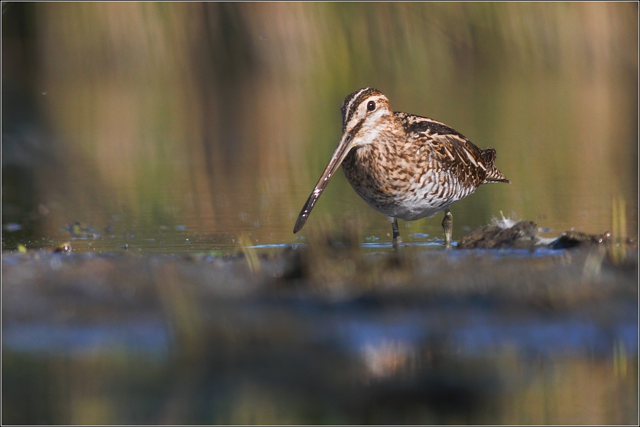 Bekasina otavní  ( Gallinago gallinago )
