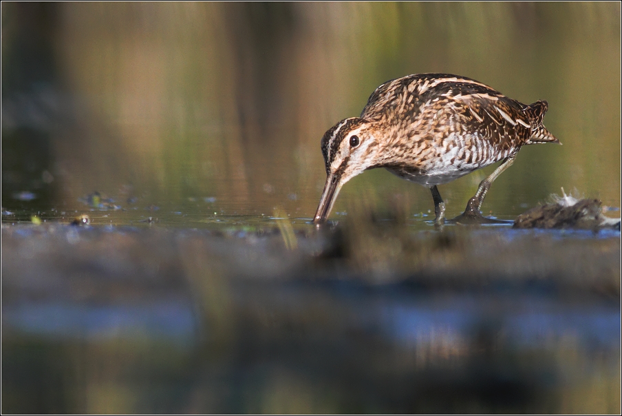Bekasina otavní  ( Gallinago gallinago )