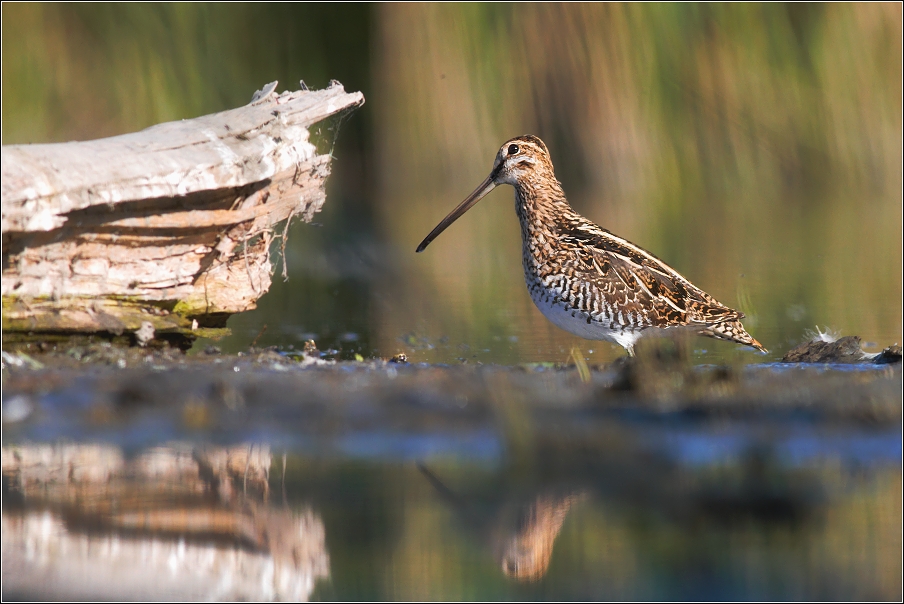 Bekasina otavní  ( Gallinago gallinago )
