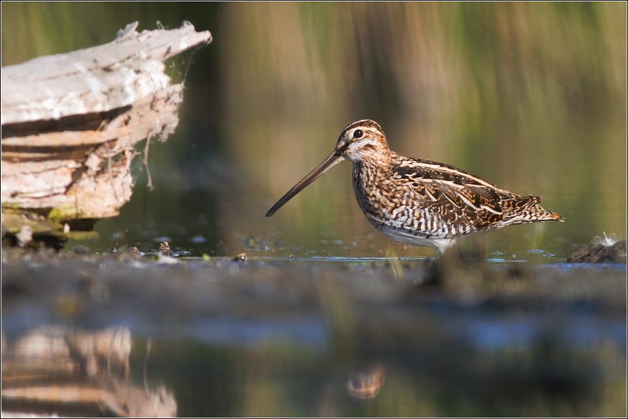 Bekasina otavní  ( Gallinago gallinago )
