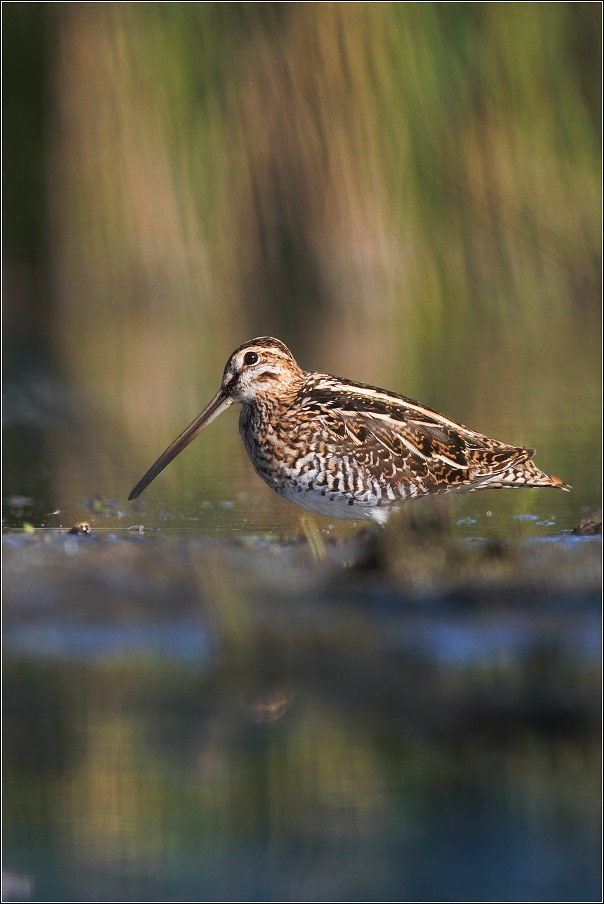 Bekasina otavní  ( Gallinago gallinago )