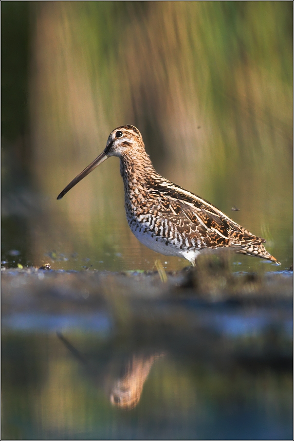 Bekasina otavní  ( Gallinago gallinago )