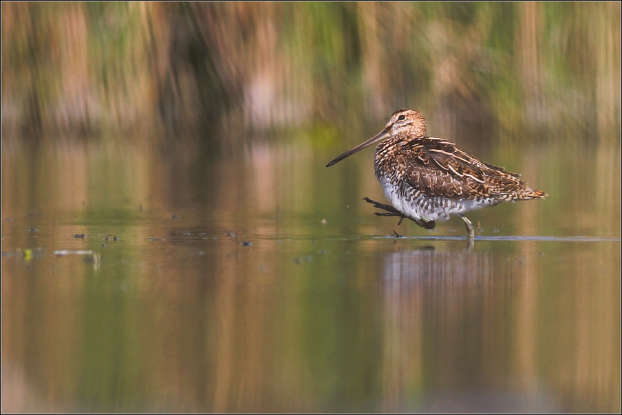 Bekasina otavní  ( Gallinago gallinago )