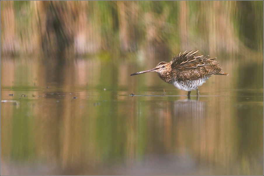 Bekasina otavní  ( Gallinago gallinago )