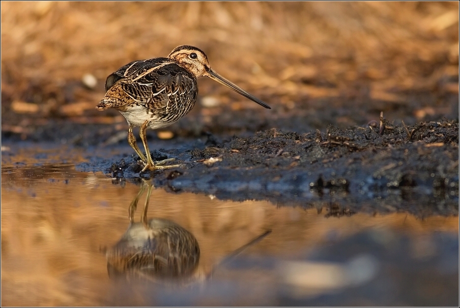 Bekasina otavní ( Gallinago gallinago )