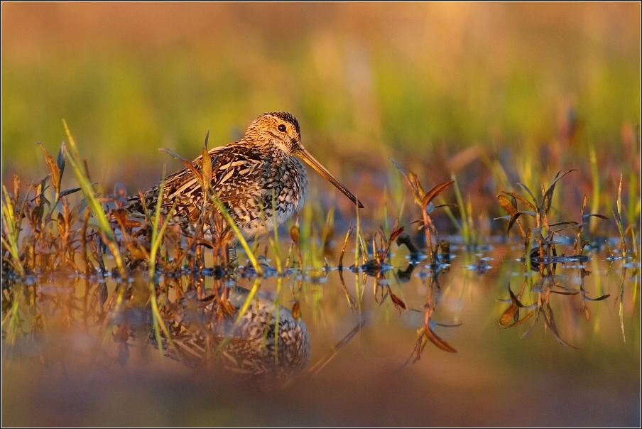 Bekasina otavní ( Gallinago gallinago )