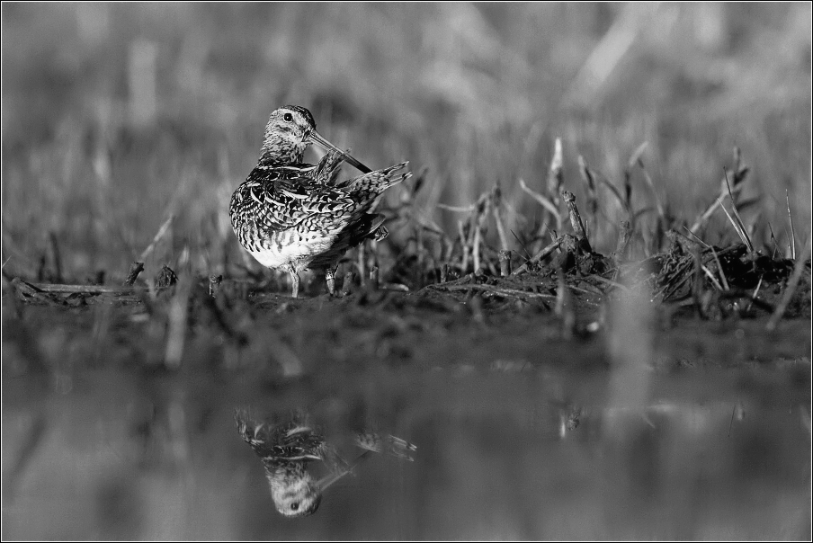 Bekasina otavní ( Gallinago gallinago )