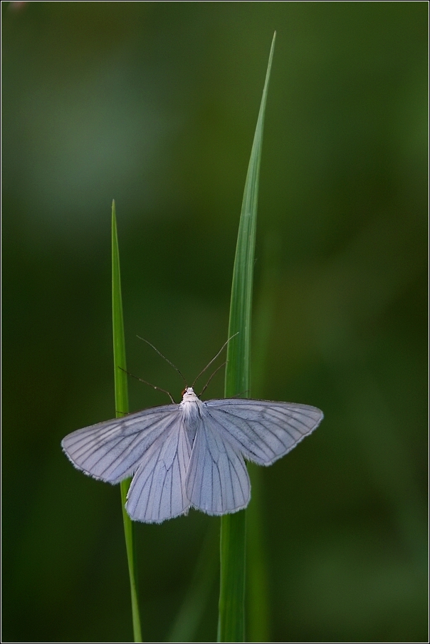 Bělokřídlec luční  ( Siona lineata )